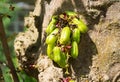 BILIMBI FRUIT OR PASSION FRUIT