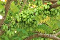 Bilimbi Fruits Royalty Free Stock Photo