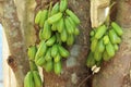 Bilimbi Fruits Royalty Free Stock Photo