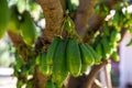 Bilimbi fruits