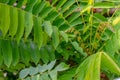 Bilimbi plant shoots with brown leaf shoots and dark green leaves