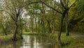 Bilina river in leaf trees forest Royalty Free Stock Photo