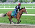 Saratoga Workouts with a Bill Mott Trainee