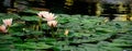 Billabong Water Lily