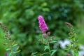 Billards Spirea Blooming flowers