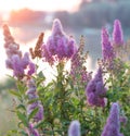 Billards Spirea Blooming flowers in the morning park on the lake