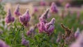 Billards Spirea Blooming flowers in the morning park on the lake