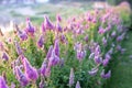 Billards Spirea Blooming flowers in the morning park on the lake