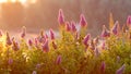 Billards Spirea Blooming flowers in the morning park on the lake