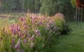 Billards Spirea Blooming flowers in the morning park on the lake