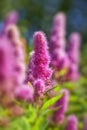 Billards Spirea - Spiraea x billard Royalty Free Stock Photo