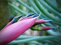 Billbergia nutans bromeliad flower