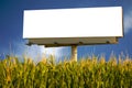 Billboard in a field of corn