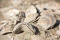 Billion year old shells on the beach Royalty Free Stock Photo