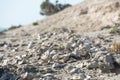 Billion year old shells on the beach Royalty Free Stock Photo