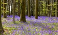 Beech trees in bluebells forest Royalty Free Stock Photo