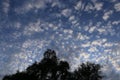 Billowy clouds with blue sky and silhouette oak trees at sunrise