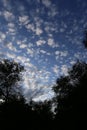 Billowy clouds with blue sky and silhouette oak trees at sunrise