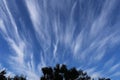 Billowy clouds with silhouette trees in foreground