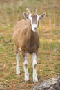 Billy Goat Royalty Free Stock Photo