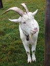 Billy goat Royalty Free Stock Photo
