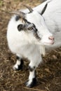 Billy goat