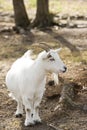 Billy goat Royalty Free Stock Photo