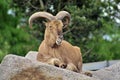 Billy goat Royalty Free Stock Photo