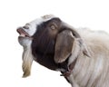 Billy Goat Royalty Free Stock Photo