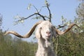 Billy Goat Royalty Free Stock Photo