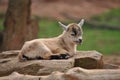 Billy goat baby closeup Royalty Free Stock Photo