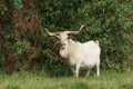Billy goat 1 Royalty Free Stock Photo