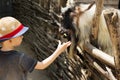 A billy goat eating out of the hand of a young boy. Royalty Free Stock Photo