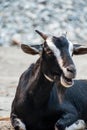 Billy goat in front of the feed house on the farm Royalty Free Stock Photo