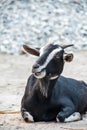 Billy goat in front of the feed house on the farm Royalty Free Stock Photo