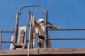 Billy goat on goat walk platform spinning wheel to pull up bucket of food