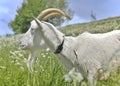 Billy goat in green alpine meadow Royalty Free Stock Photo