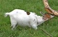 The billy goat likes the bark of a tree. Royalty Free Stock Photo