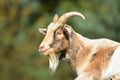 Billy Goat / Male Goat