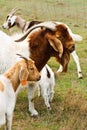 Billy goat with nanny goats