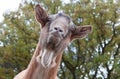 Billy Goat Portrait