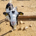 Billy Goat portrait in Umbria