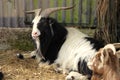 Billy goat resting