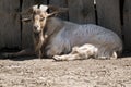 A billy goat Royalty Free Stock Photo