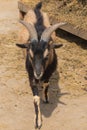 Billy Goat Rushing to the Fence Royalty Free Stock Photo