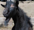 Billy Goat Staredown Royalty Free Stock Photo