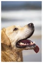 billy the labrador Royalty Free Stock Photo