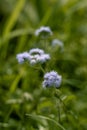 Billygoat weed ( Ageratum conyzoides ) in the middle of a park