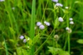 Billygoat-weed Royalty Free Stock Photo