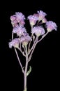 Billygoat weed flowers